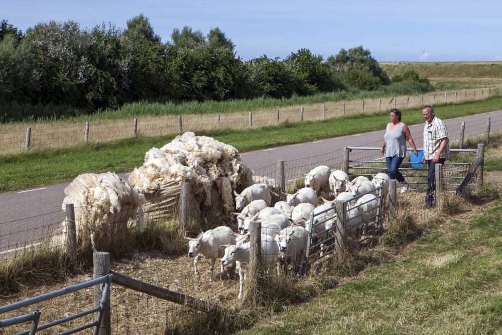 Tonte des moutons île Texel Pays-Bas