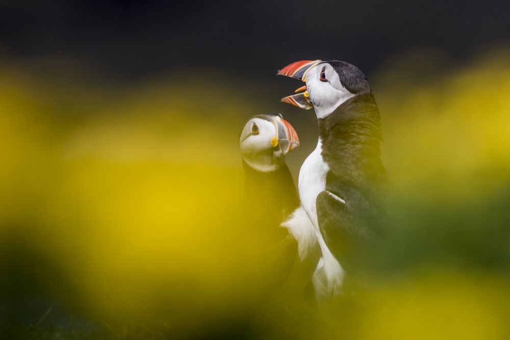 Macareux moines Mull Ecosse