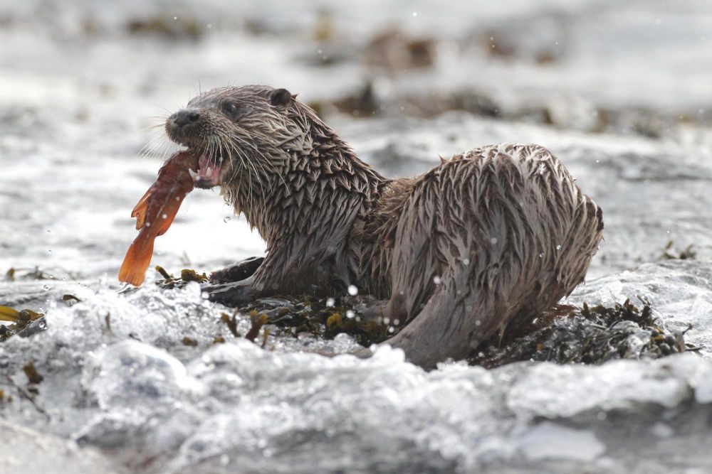 Loutre Mull Ecosse