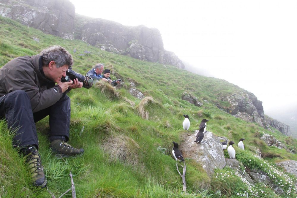 Ornithologie Mull Ecosse