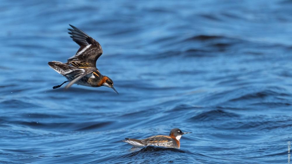 Phalaropes à bec étroit