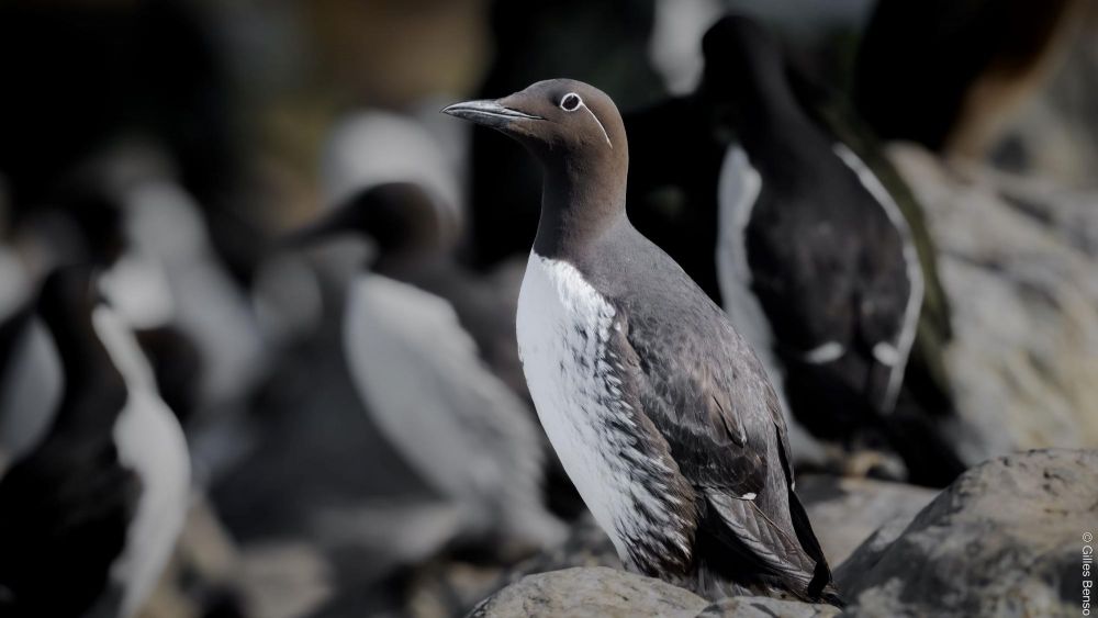 Guillemot de Troïl