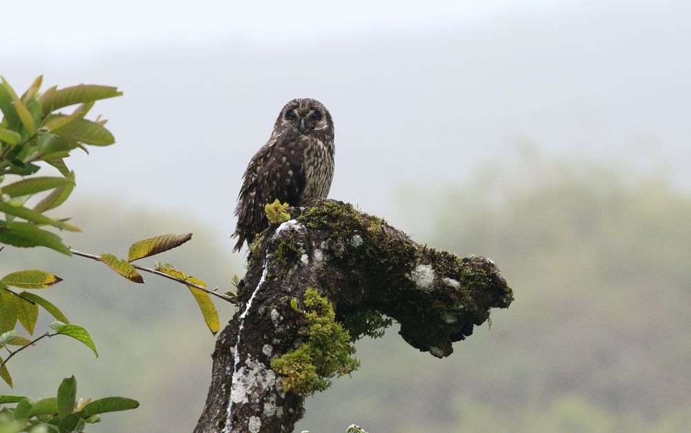 Hibou des Galapagos