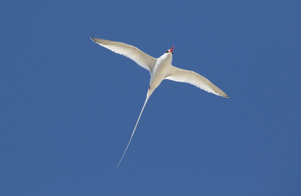 Phaéton  bec rouge