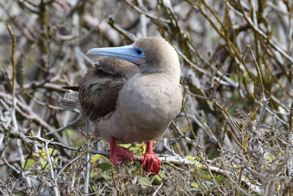 Fou à pieds rouges