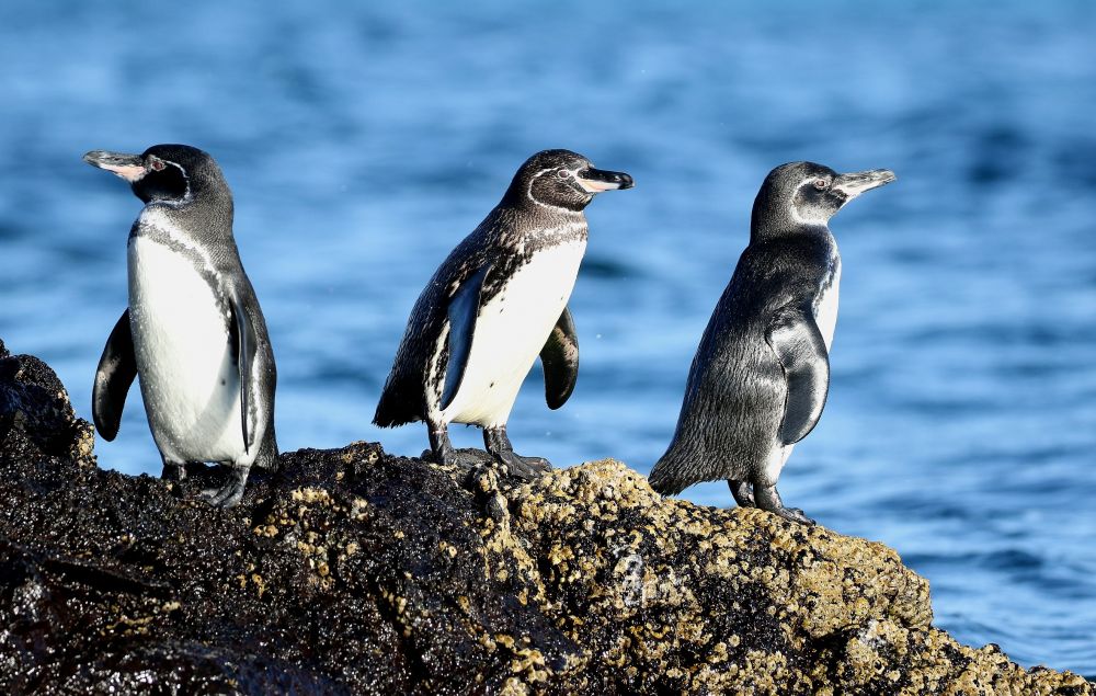 Manchots des Galapagos