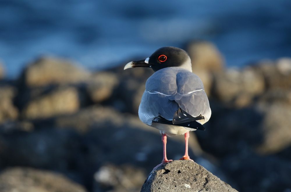 Mouette à queue fourchue