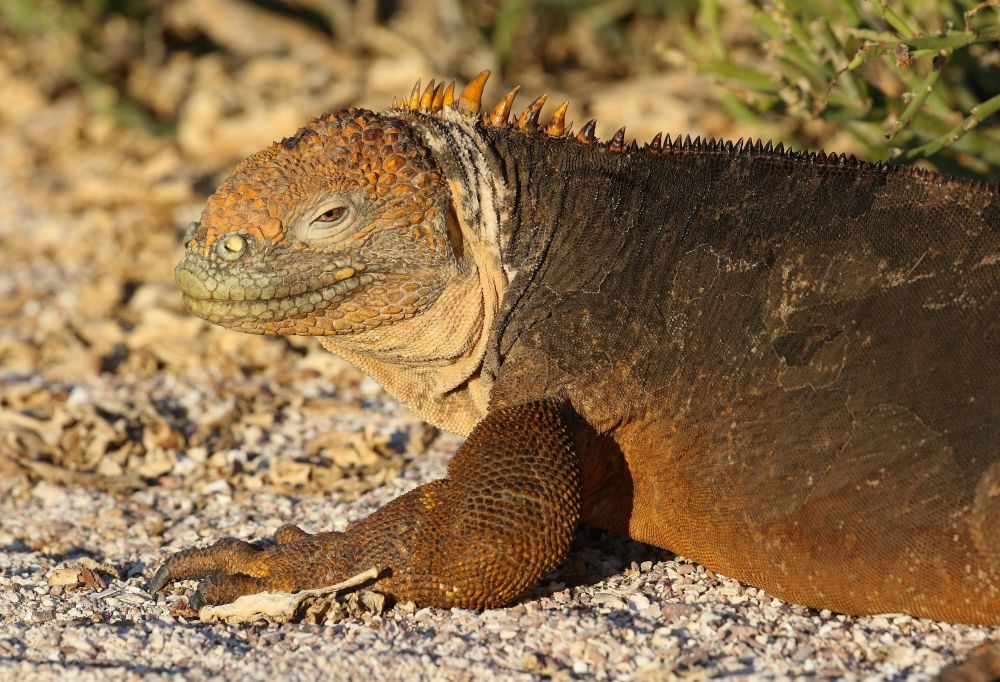 Iguane terrestre