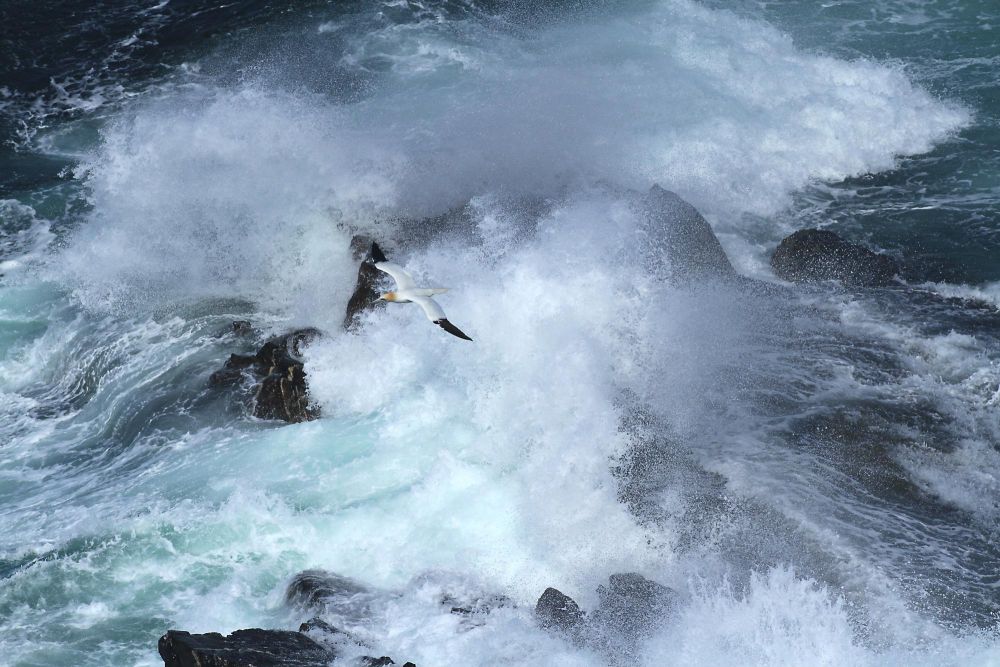 Oiseau Ecosse