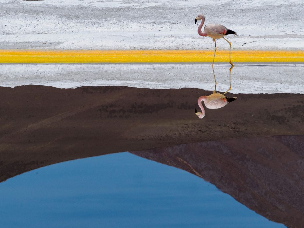 Jeu de miroir et de lumière sur ce flamant, animal symbole de la faune de l'Atacama