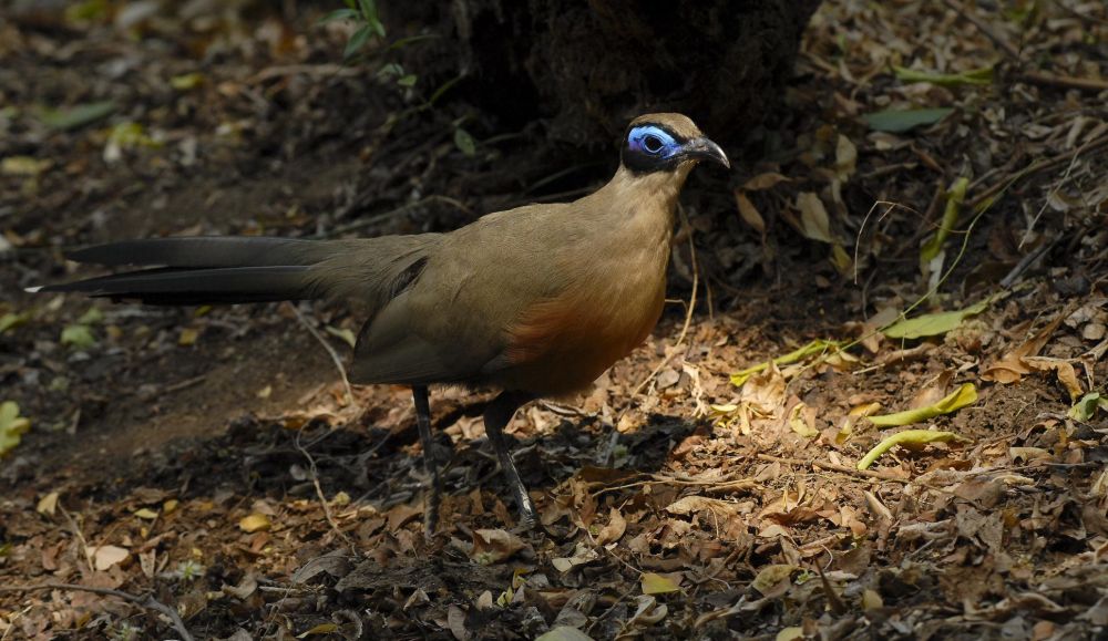 voyage ornitho madagascar