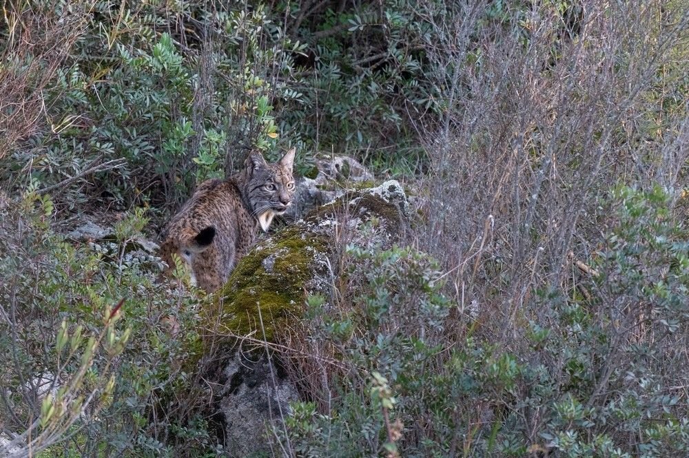 Lynx pardelle