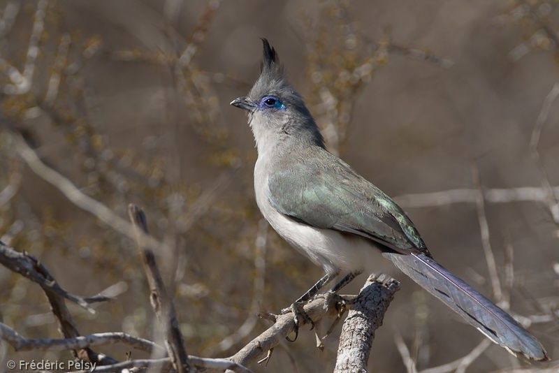 Coua de Verreaux