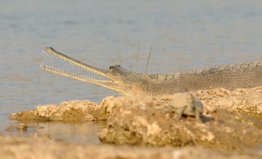 Gavial du Gange