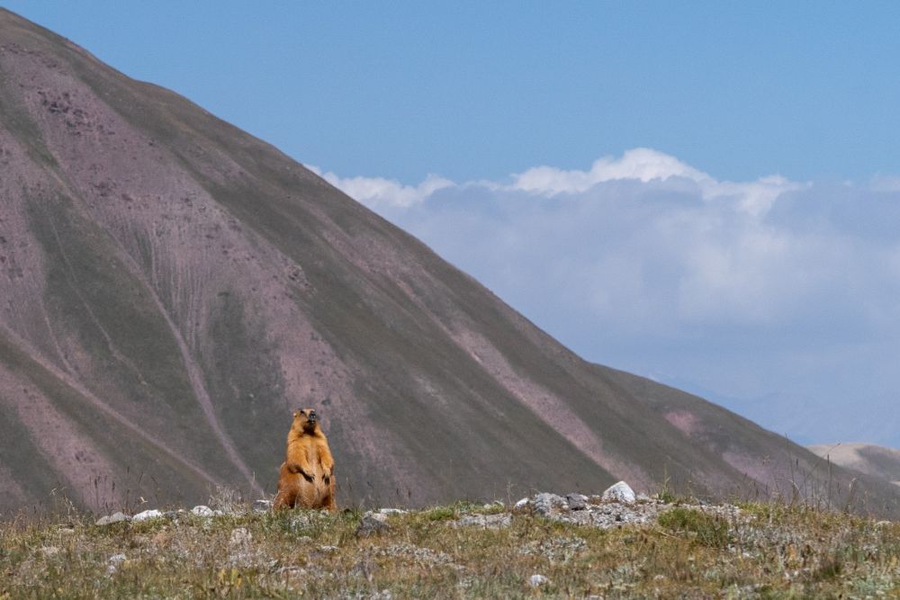 Mascotte des Alpes,  la marmotte nous accompagne aussi dans le Pamir