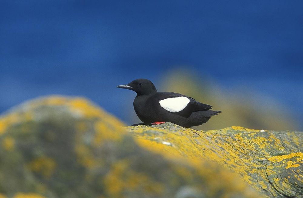 Guillemot à miroir