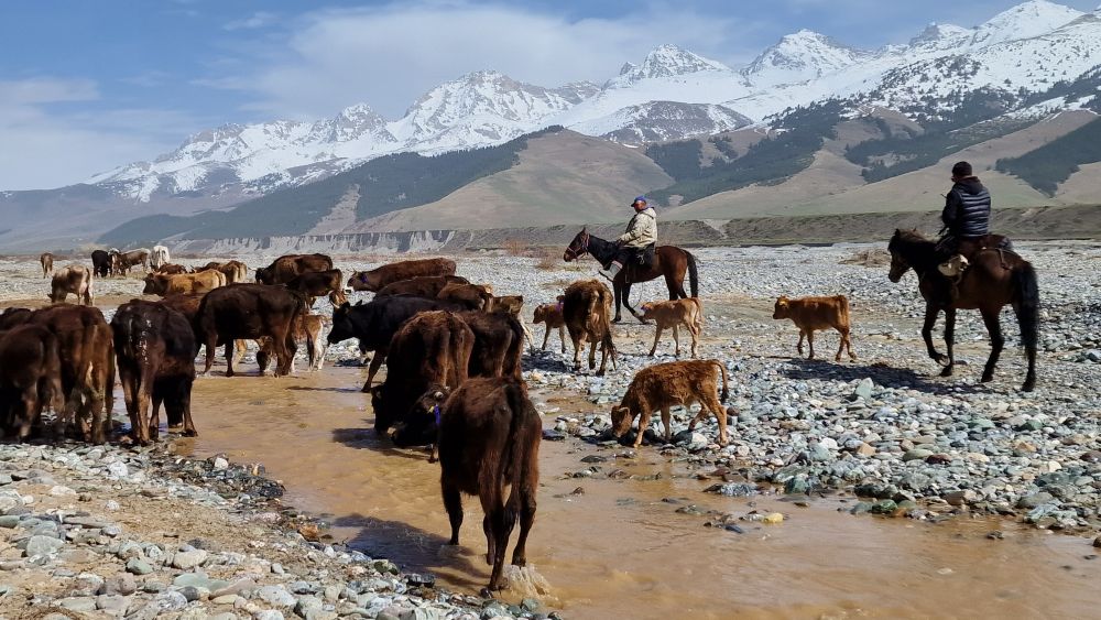 Les chevaux kirghiz veillent au bon déroulé de la transhumance