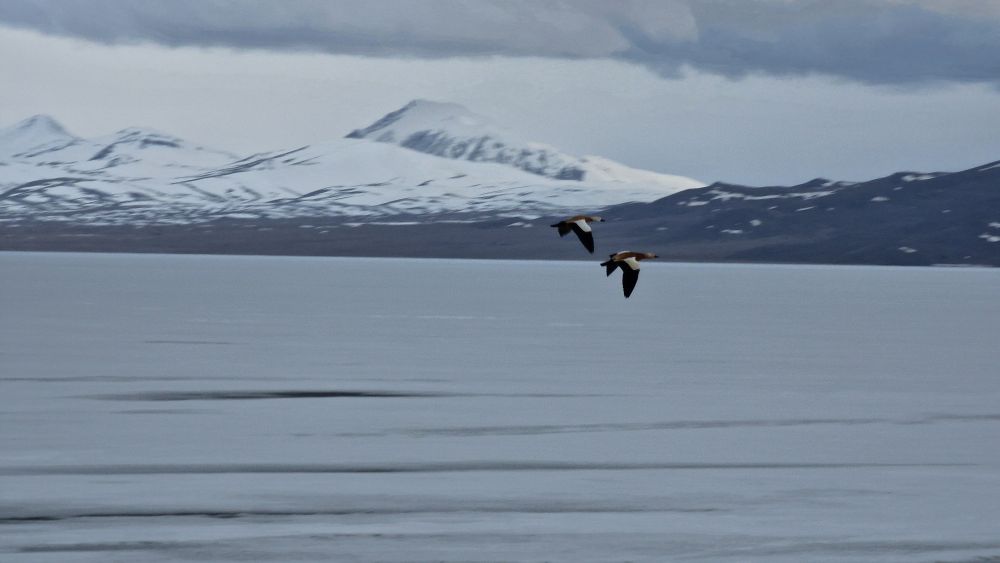 Tadornes de Belon volant sur le Song Kul