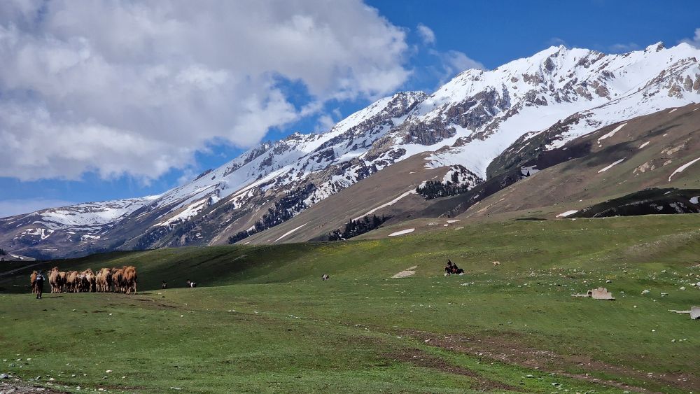 Les pâturages verdoyants des environs de Besh Belchir