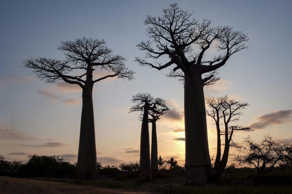 Baoboabs Morondava Madagascar