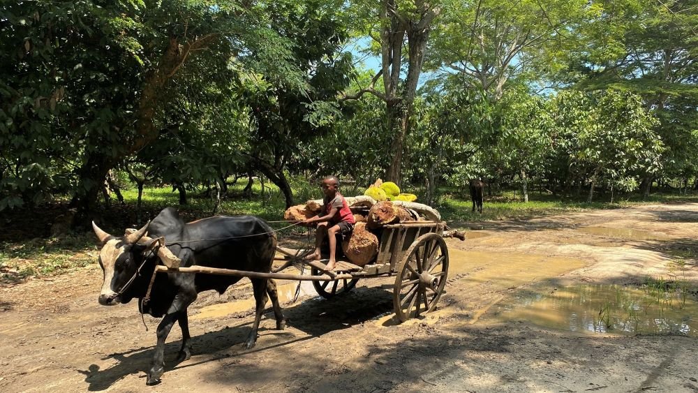 Balade à vélo plantations Ambanja, enfant sur charette à zébu