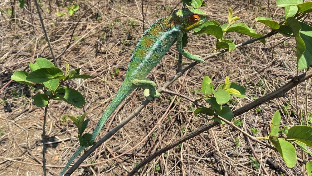 Balade à vélo région d'Ambanja , caméléon furcifer