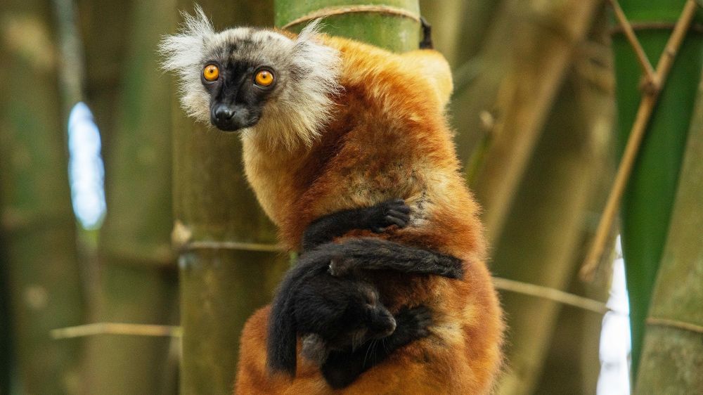 Femelle Lémurien Maki Macaco et son petit, Nosy Komba