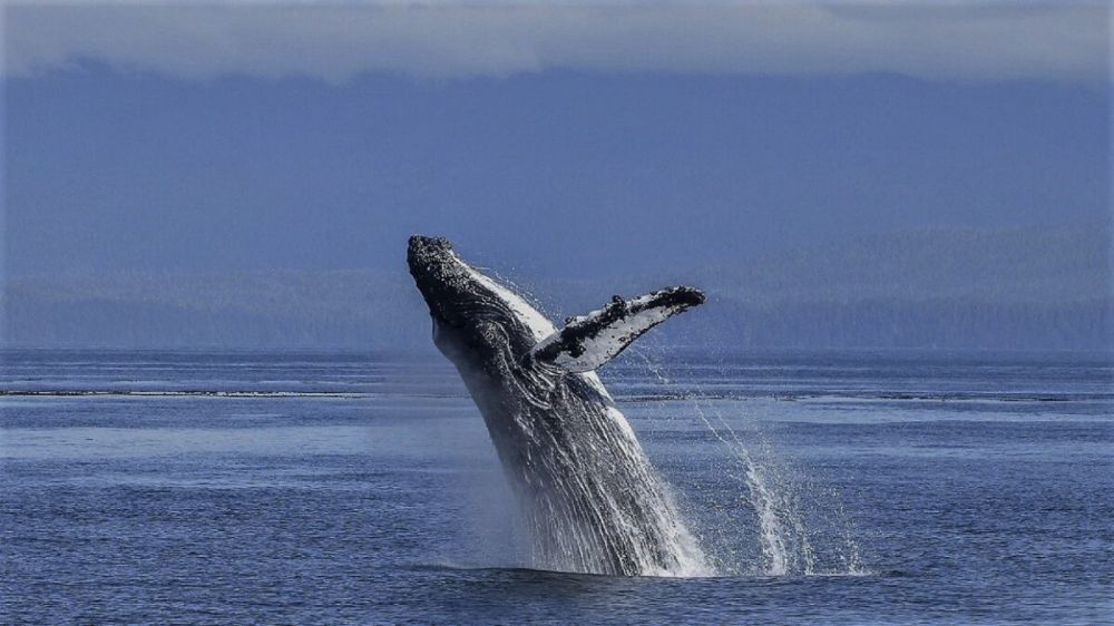 Baleine à bosse en plein saut dans la baie d'Ampasindava, Nosy Komba