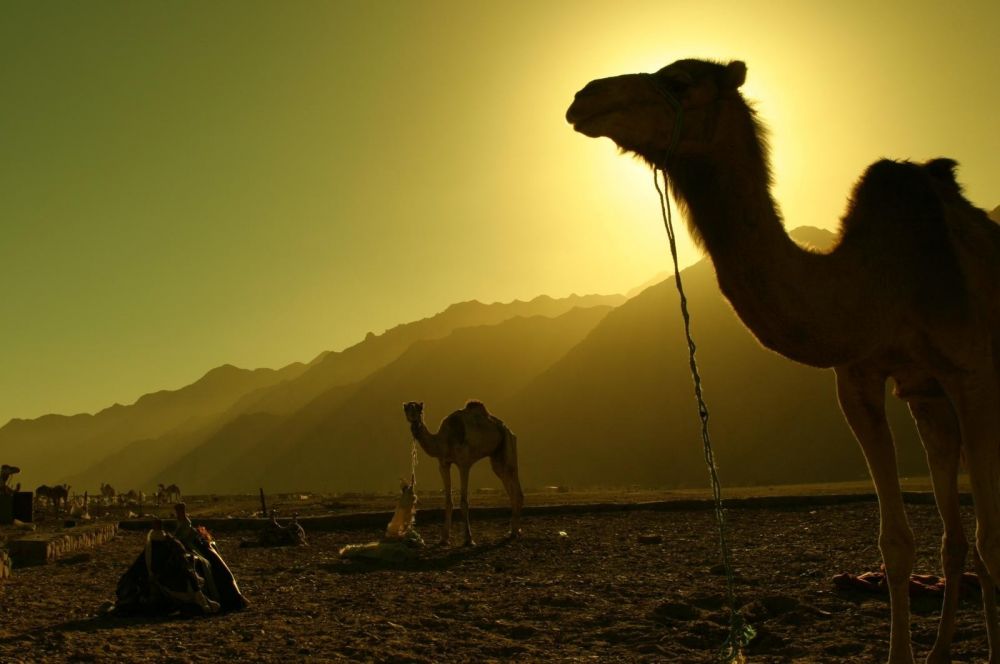 Désert Sinai