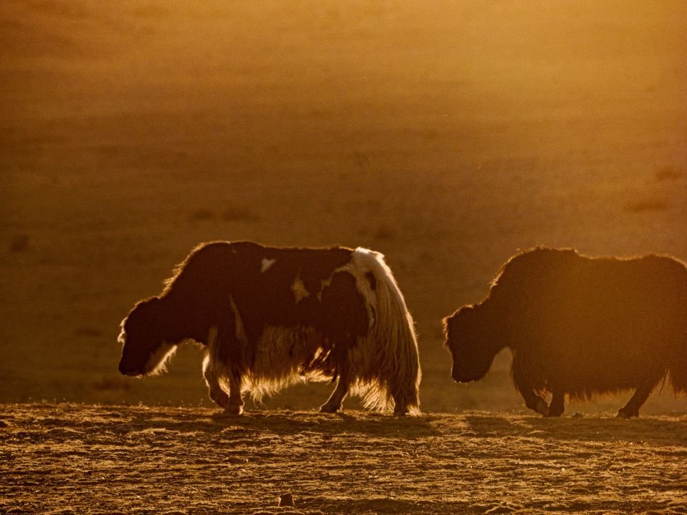 Mêmes les Yaks se parent de couleurs dorées