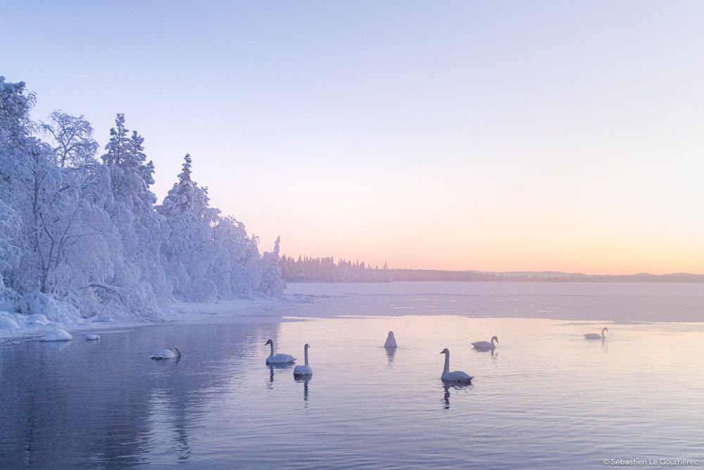 Cygnes Chanteurs