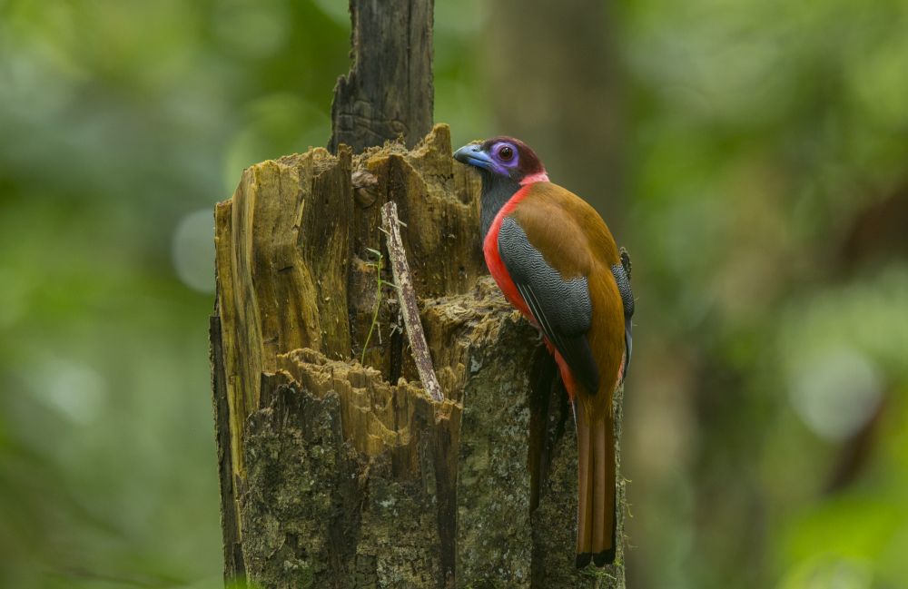 Trogon de Diard