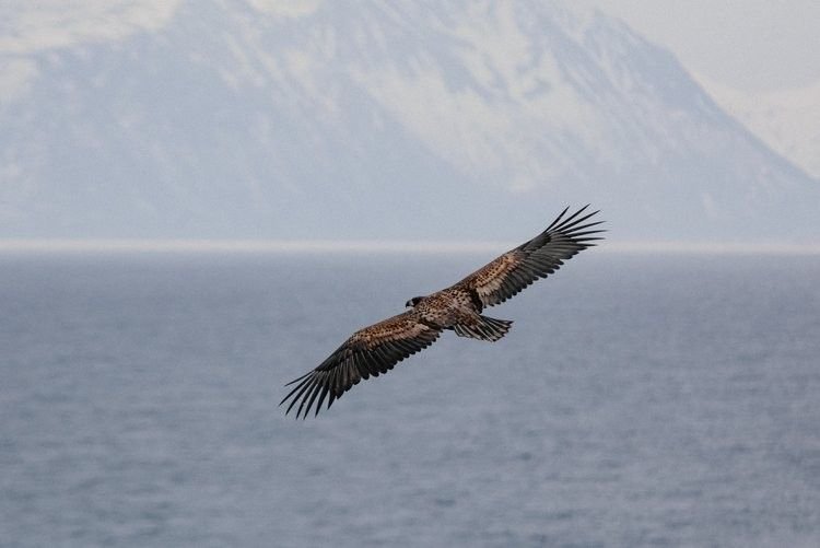 Pygargue des Lofoten