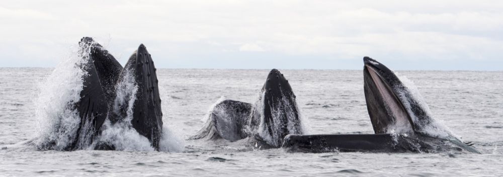 Baleines des Vesterålen