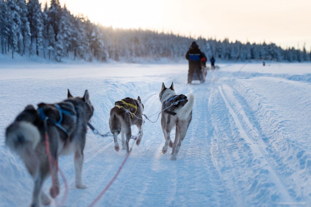 Expérience Chien de traineau