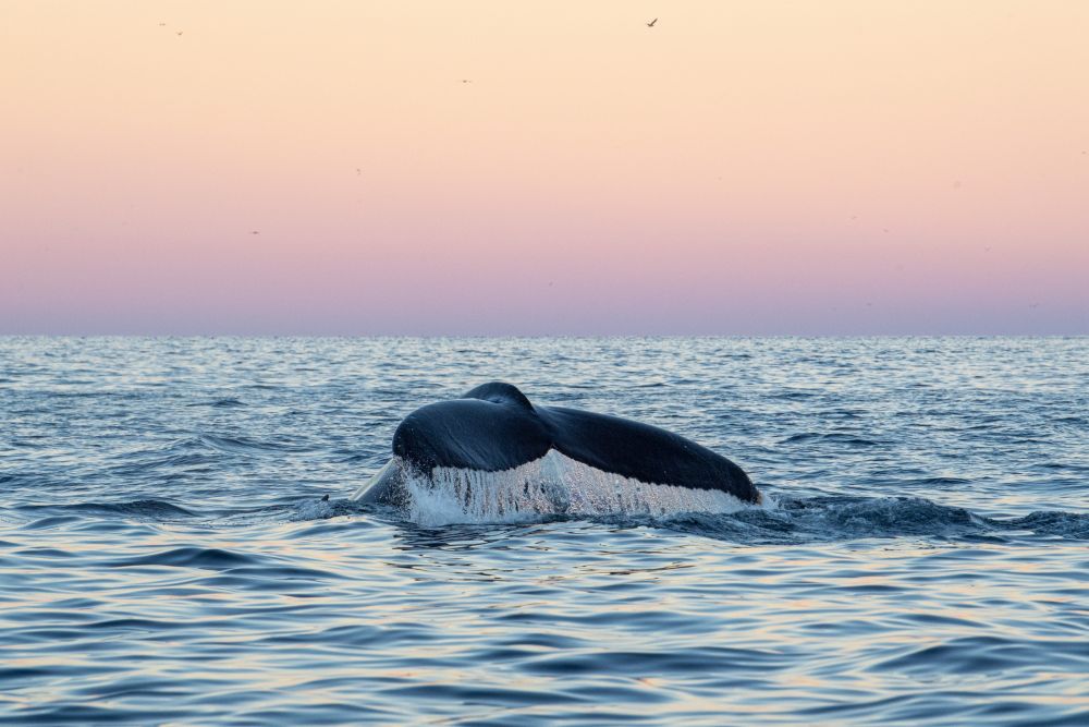 Skjervøy - Rencontre avec les orques et Baleines