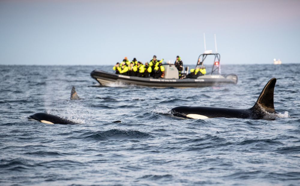 Skjervøy - Rencontre avec les orques et Baleines