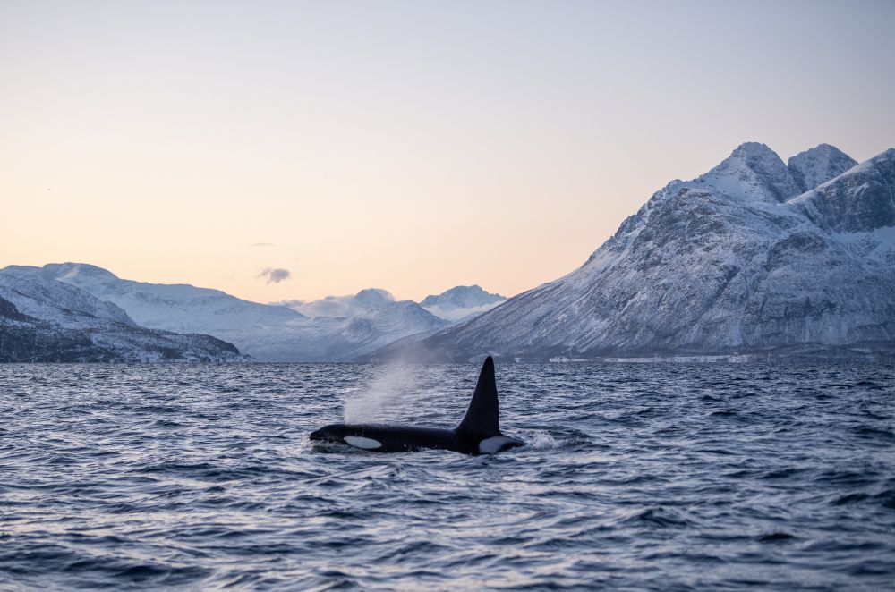 Skjervøy - Rencontre avec les orques et Baleines