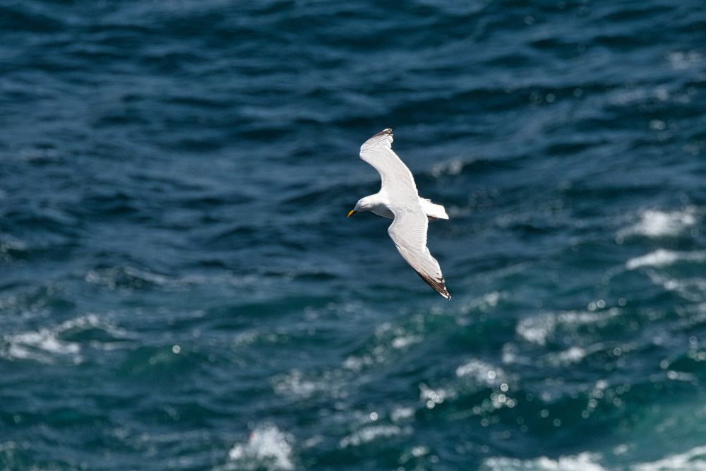 Goéland Argenté en vol