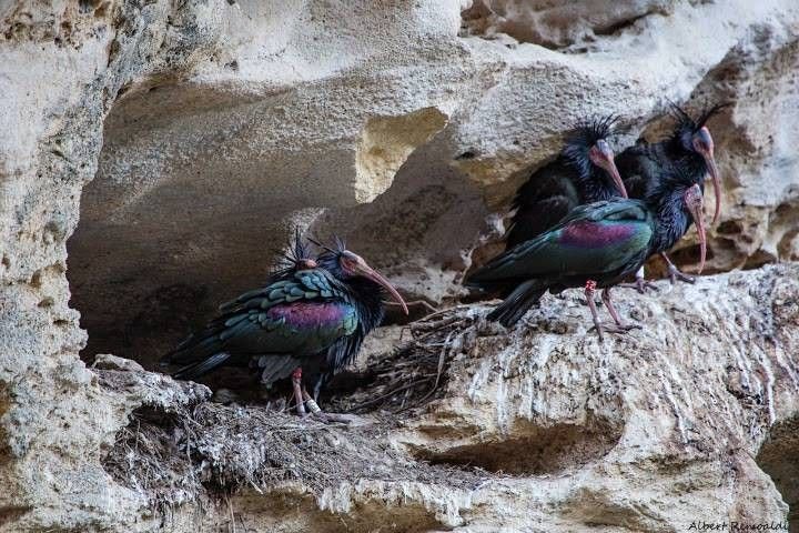 Ibis chauve, Barca de vejer