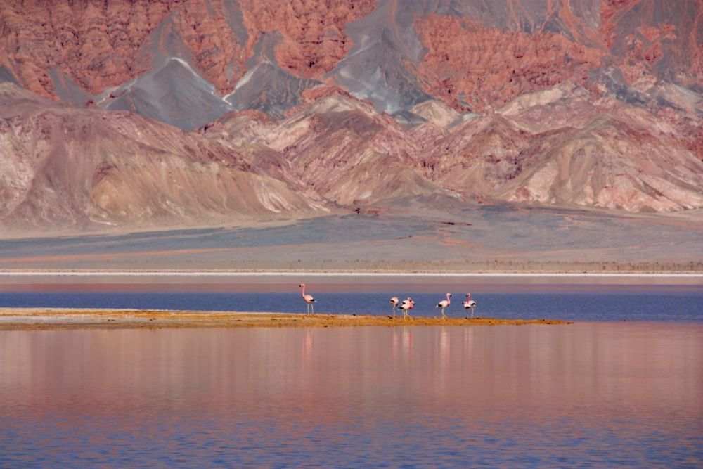 Lagune multicolore et ses flamands roses, désert d'Atacama