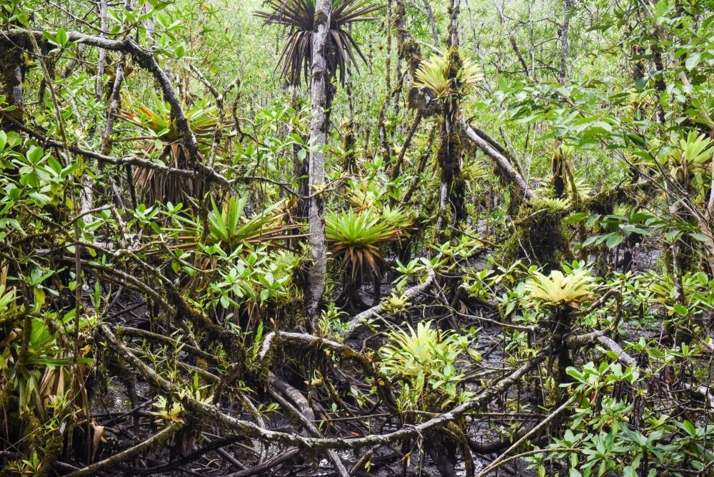 Mangrove, parc national Utria