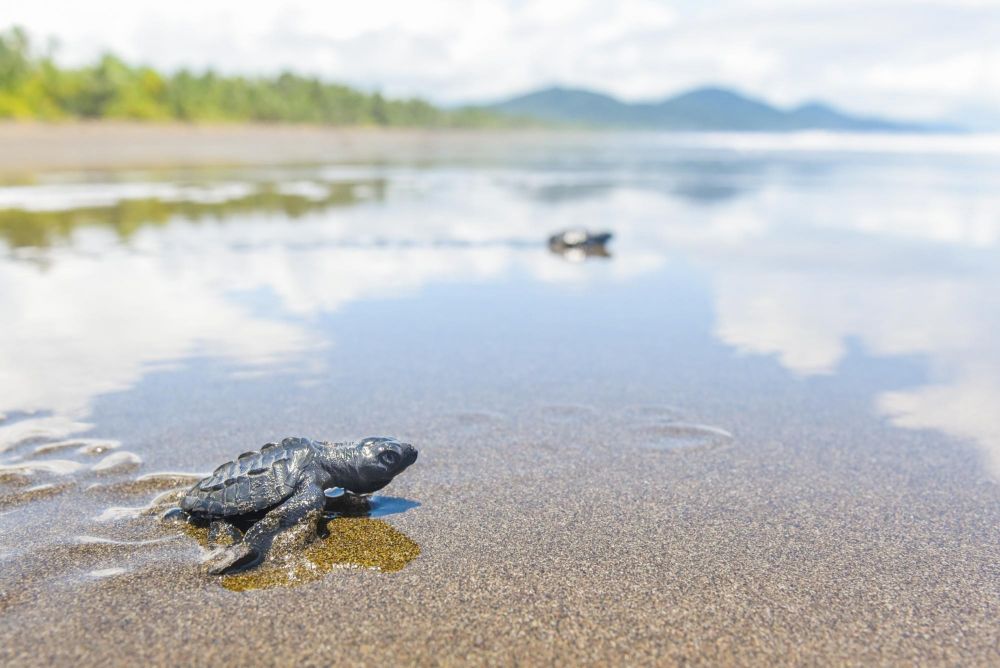 Relacher de jeunes tortues de Ridley (juillet à octobre)