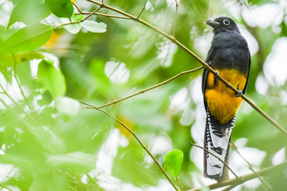 Trogon de Panama