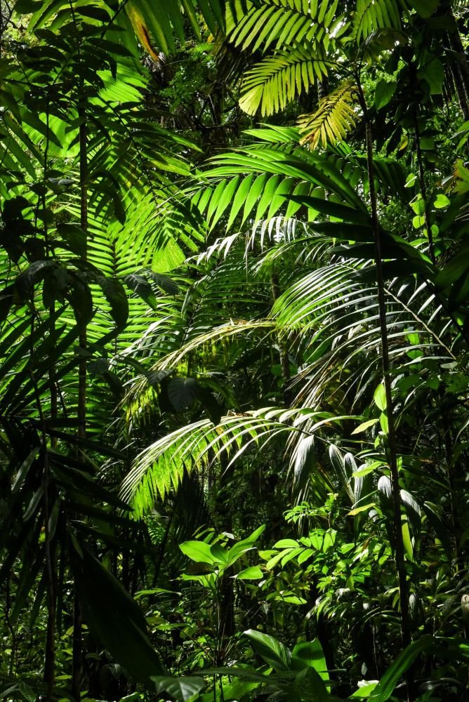 Forêt humide, sentiers du Choco