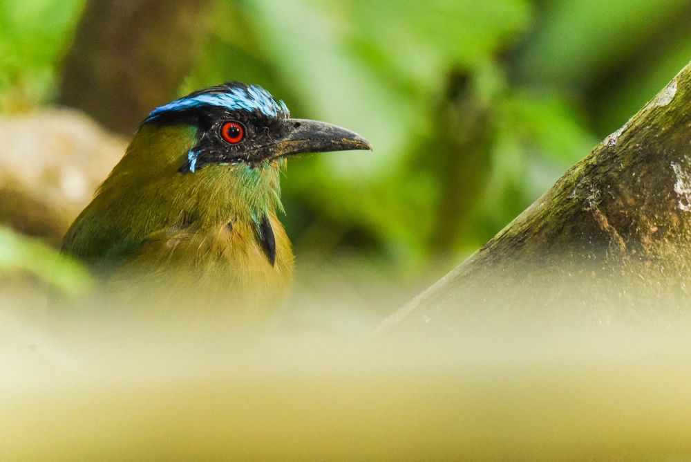 Motmot d'Equateur