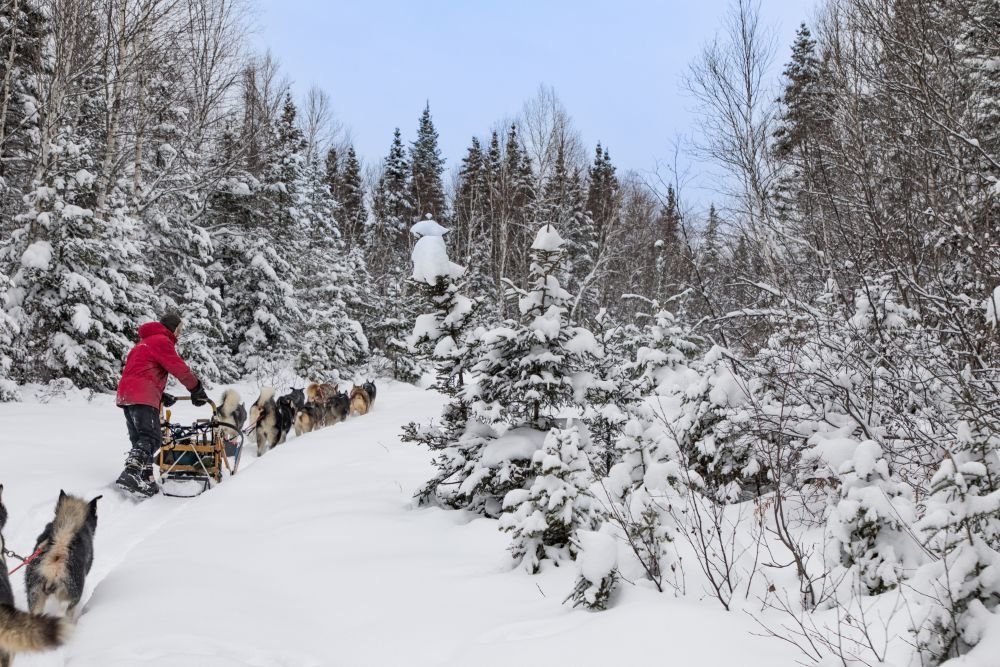 Traîneau à chiens dans une foret enneigée au Canada