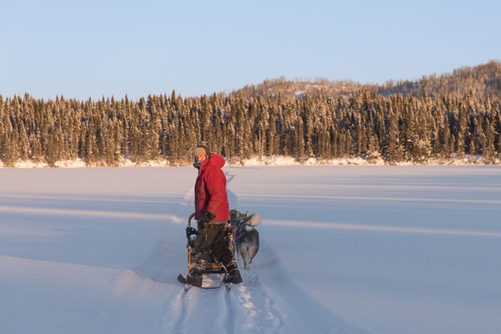 Randonneur polaire avec ses chiens sur la neige au crépuscule