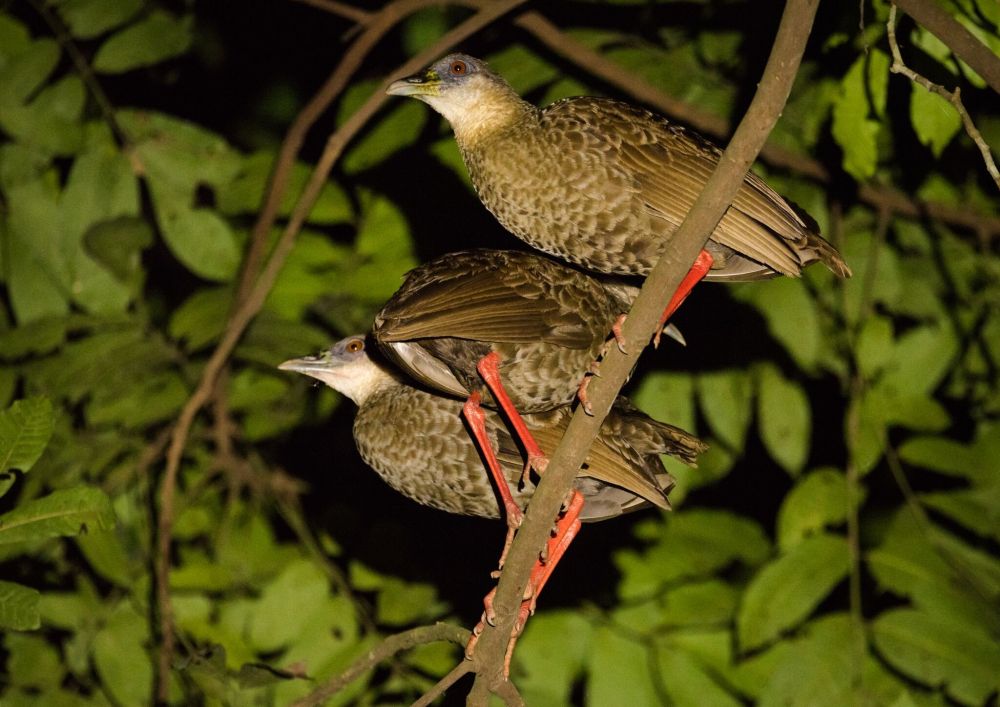 Râle à pieds rouges