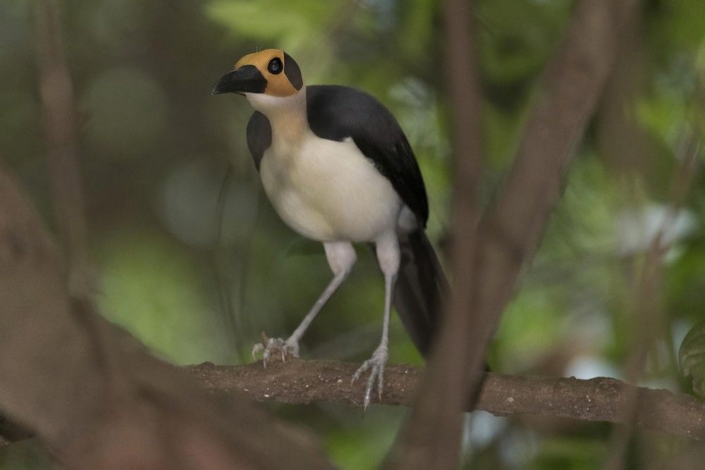 Picatharte de Guinée